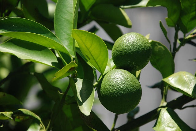 Qué perfume de Louixury elegir si te gustan los aromas cítricos